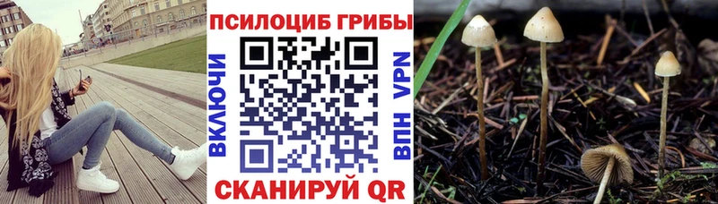 наркошоп  Губкин  Псилоцибиновые грибы Psilocybine cubensis 